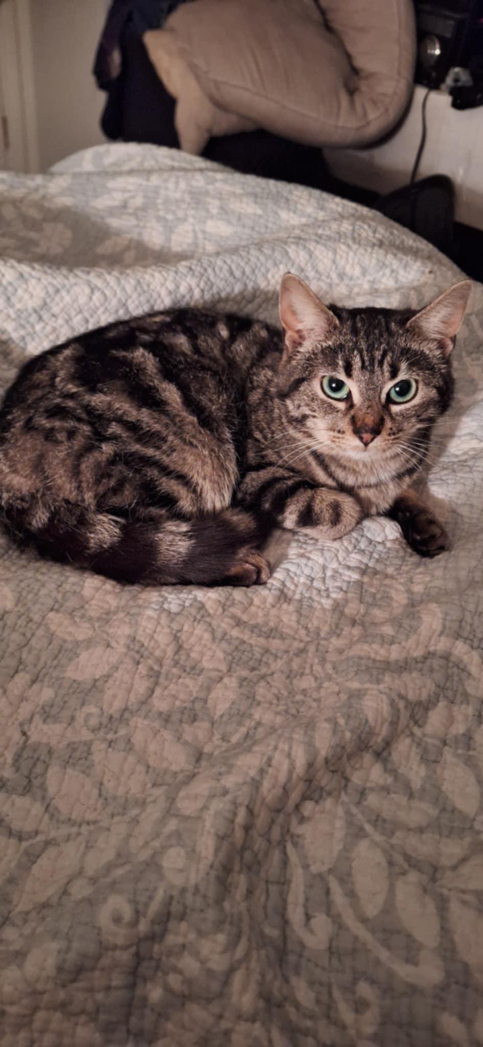 Shelby, Adult Female Domestic Short Hair