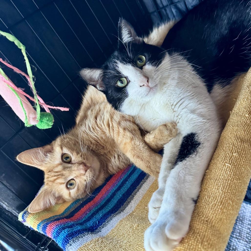 Enlarge Unsinkable Sam, a Adoptable Domestic Short Hair in Fredericksburg, TX image 1/6