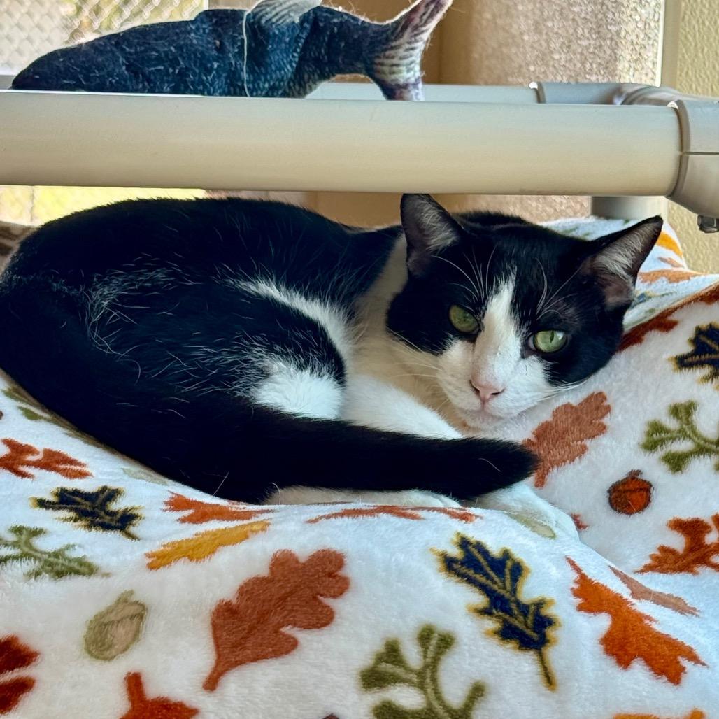 Enlarge Unsinkable Sam, a Adoptable Domestic Short Hair in Fredericksburg, TX image 2/6