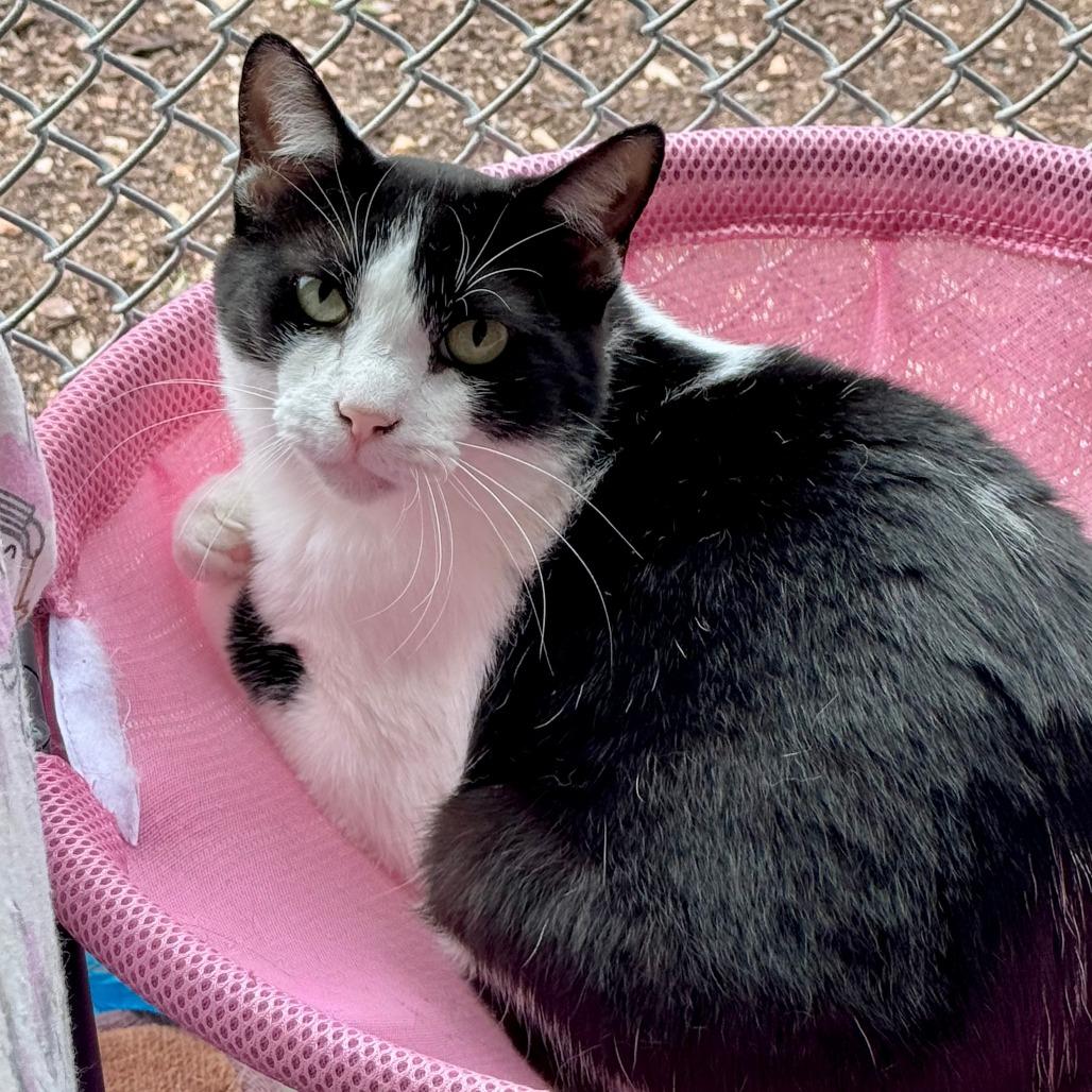 Enlarge Unsinkable Sam, a Adoptable Domestic Short Hair in Fredericksburg, TX image 2/6