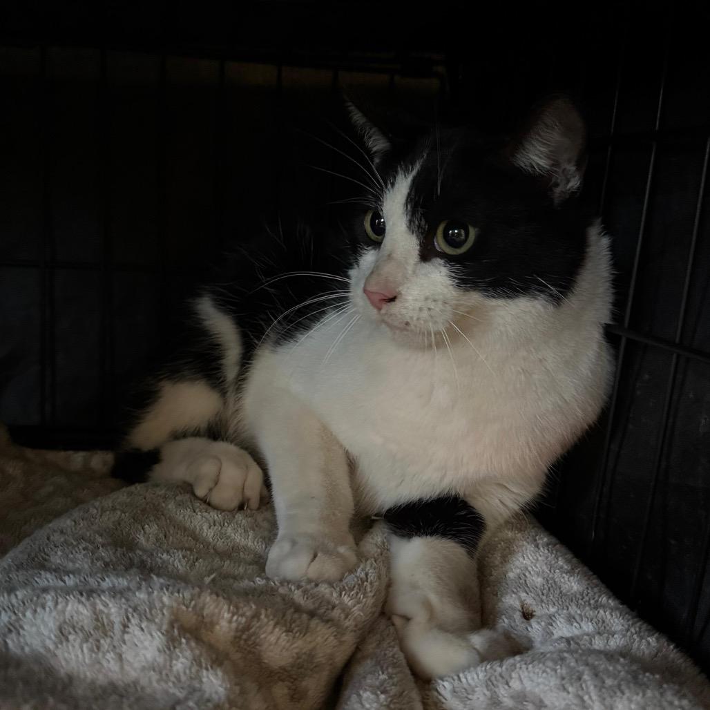 Enlarge Unsinkable Sam, a Adoptable Domestic Short Hair in Fredericksburg, TX image 3/6