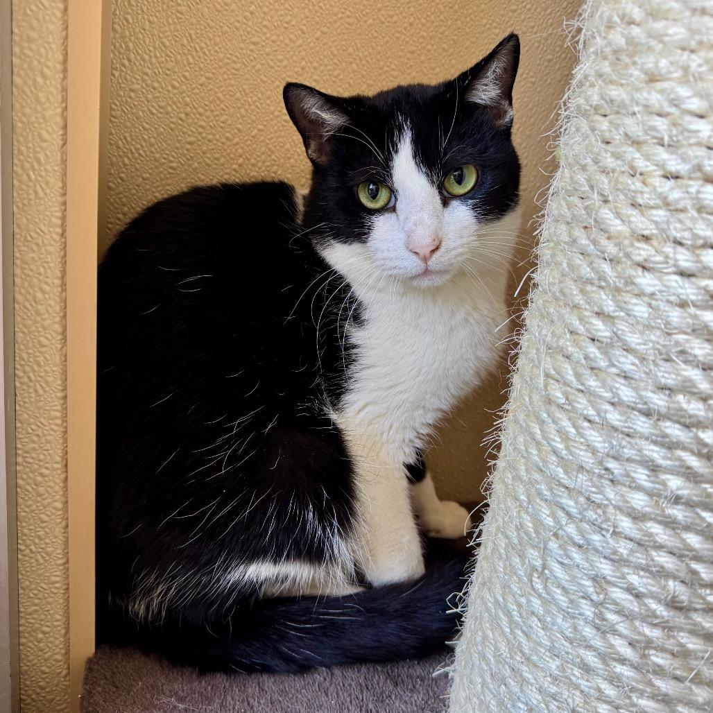 Enlarge Unsinkable Sam, a Adoptable Domestic Short Hair in Fredericksburg, TX image 4/6