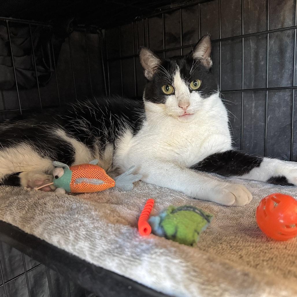 Enlarge Unsinkable Sam, a Adoptable Domestic Short Hair in Fredericksburg, TX image 5/6