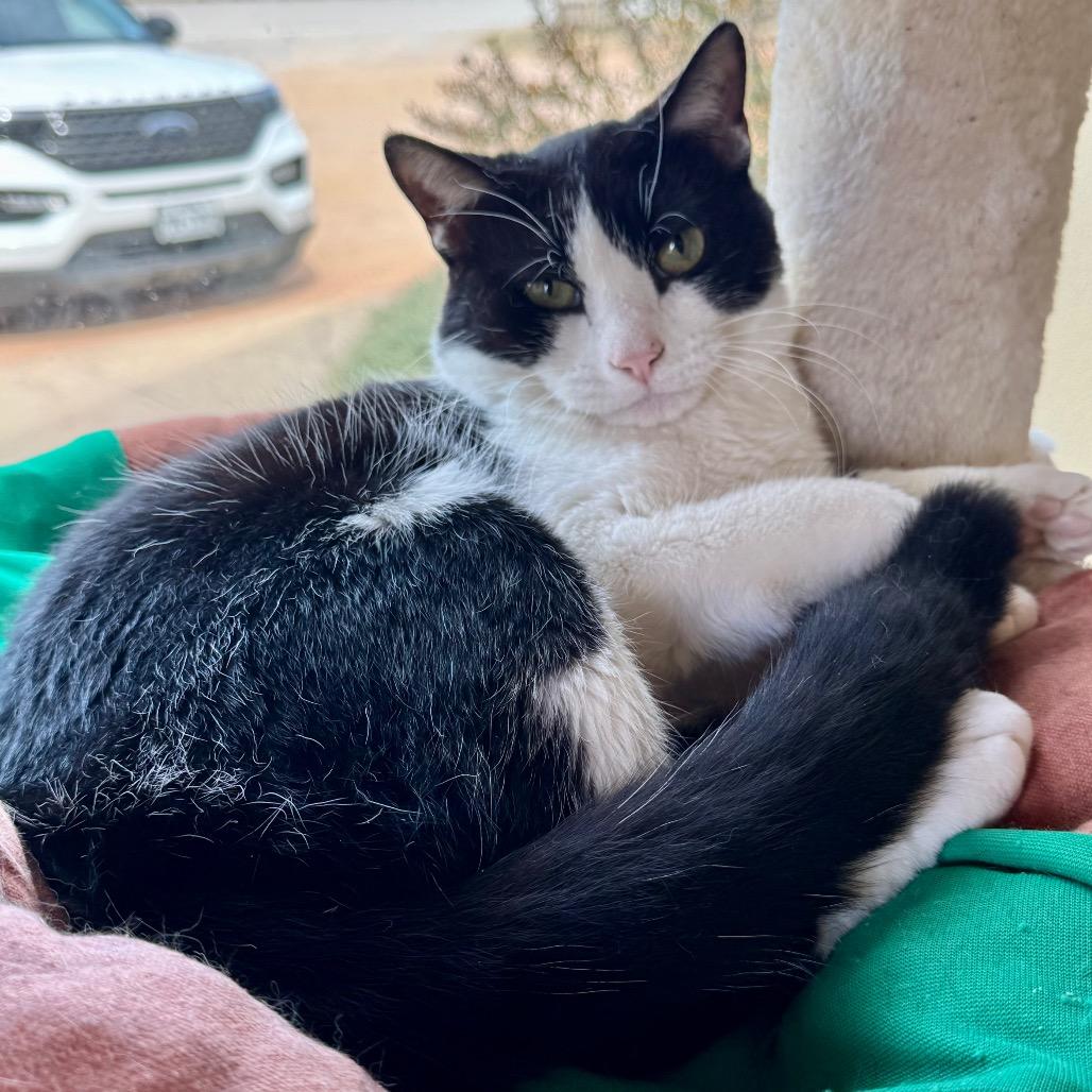 Enlarge Unsinkable Sam, a Adoptable Domestic Short Hair in Fredericksburg, TX image 6/6