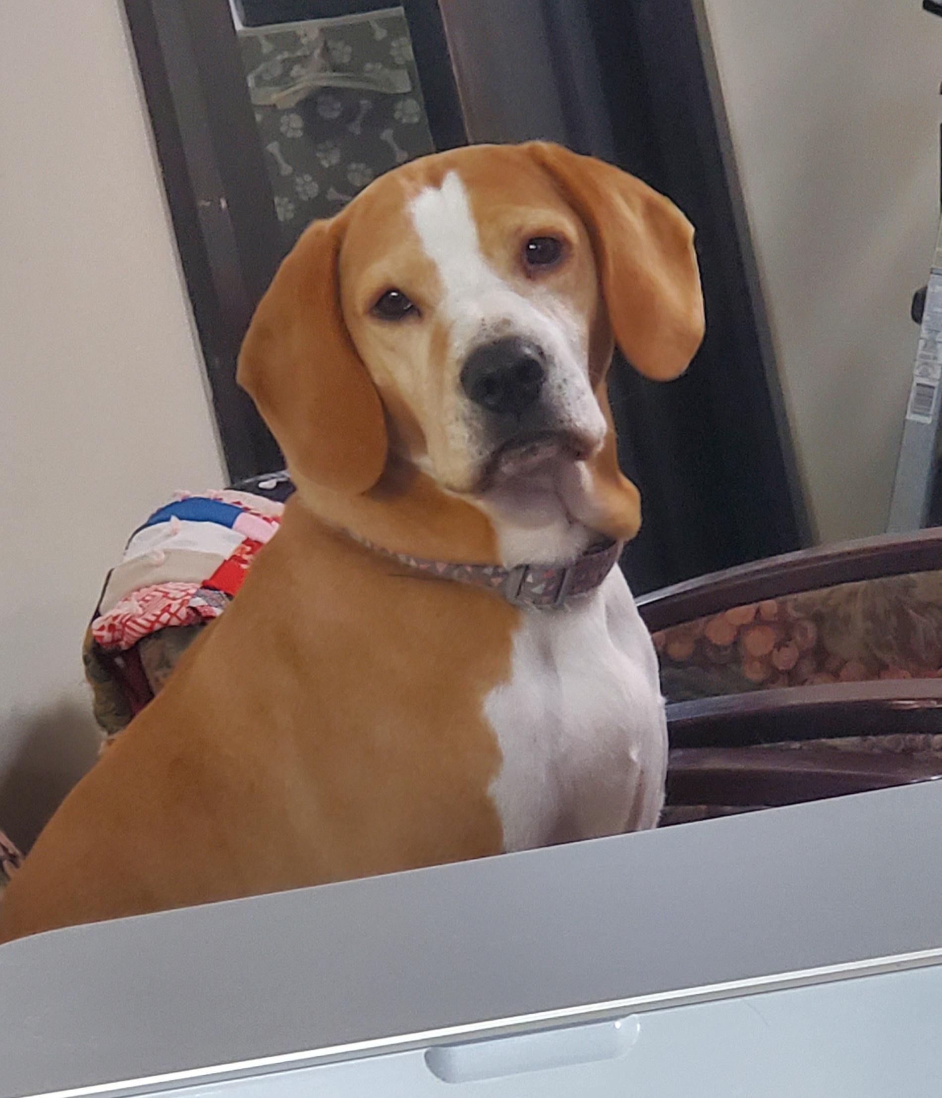 Mabel, Adoptable, Adult Female Beagle.