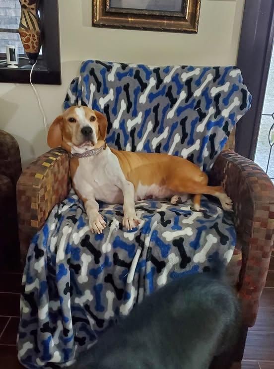 Enlarge Mabel, a Adoptable mixed breed in Terre Haute, IN image 2/5