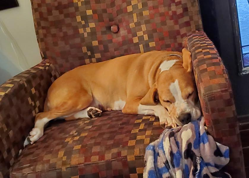 Enlarge Mabel, a Adoptable mixed breed in Terre Haute, IN image 3/5