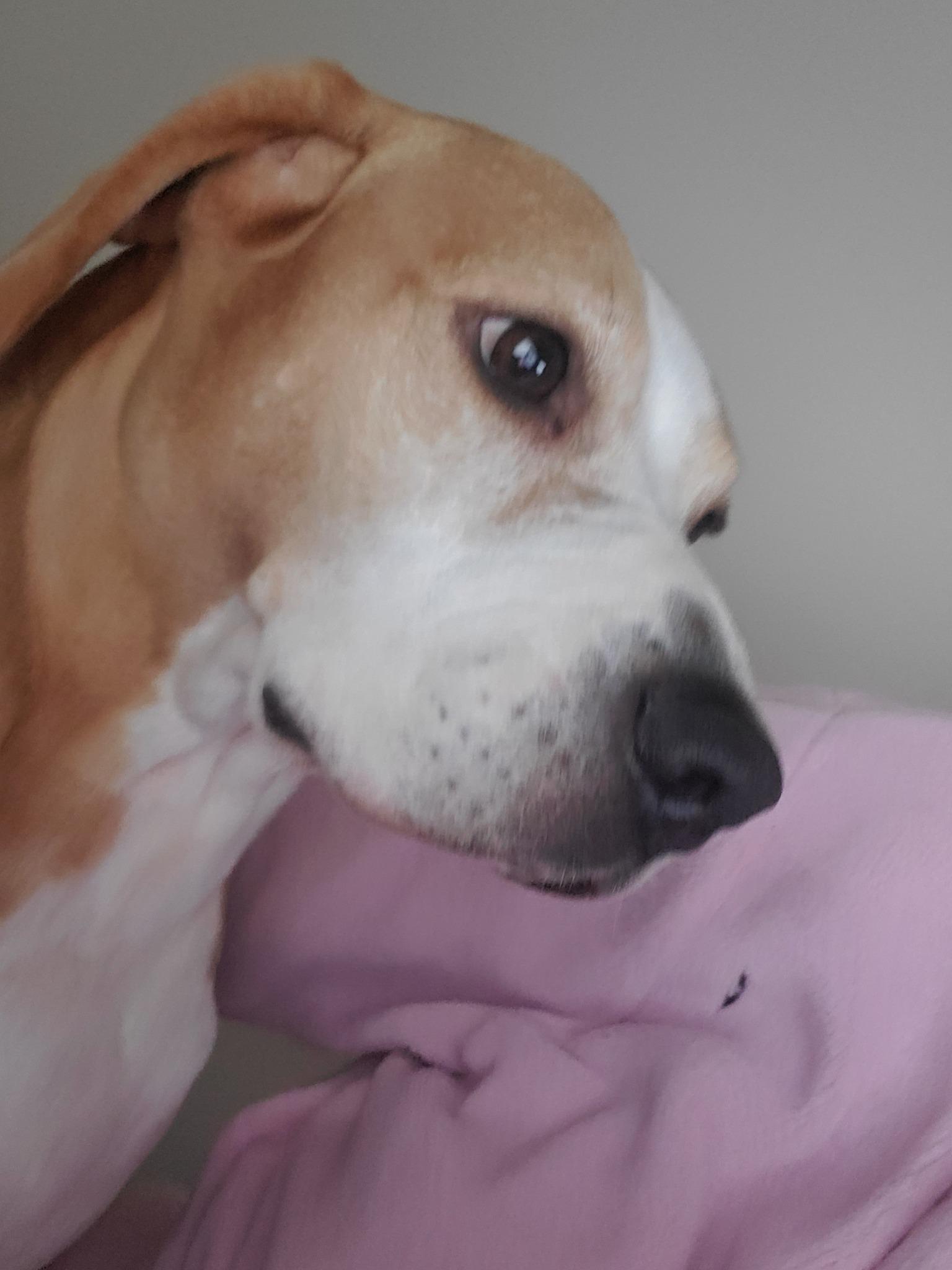 Enlarge Mabel, a Adoptable mixed breed in Terre Haute, IN image 5/5