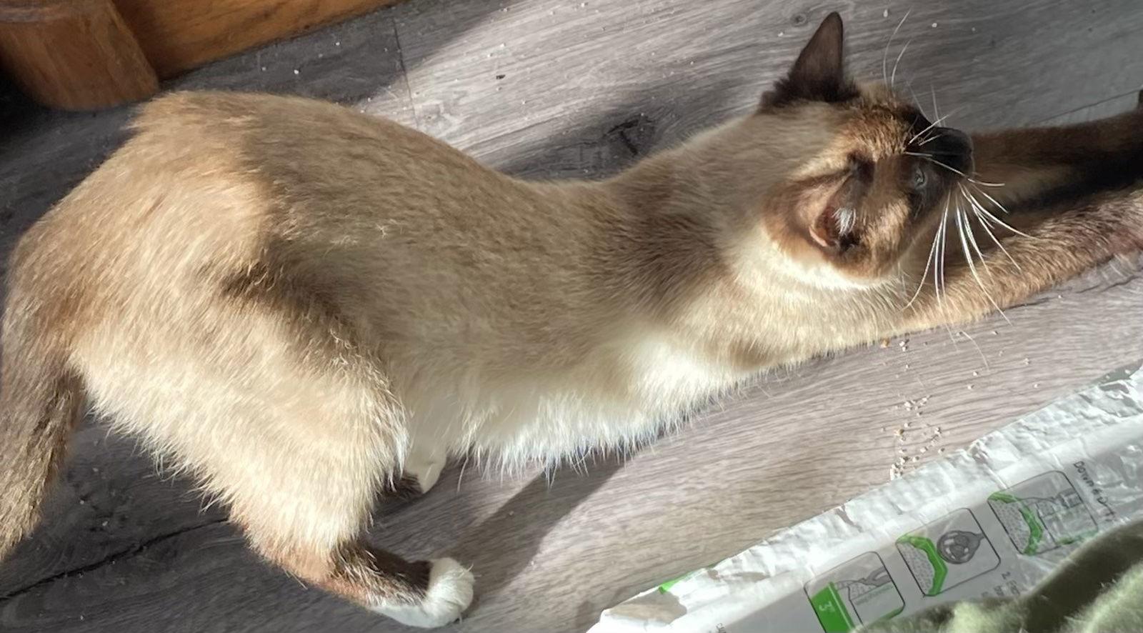 Enlarge Cinder, a Adopted Siamese in Castro Valley, CA image 1/3