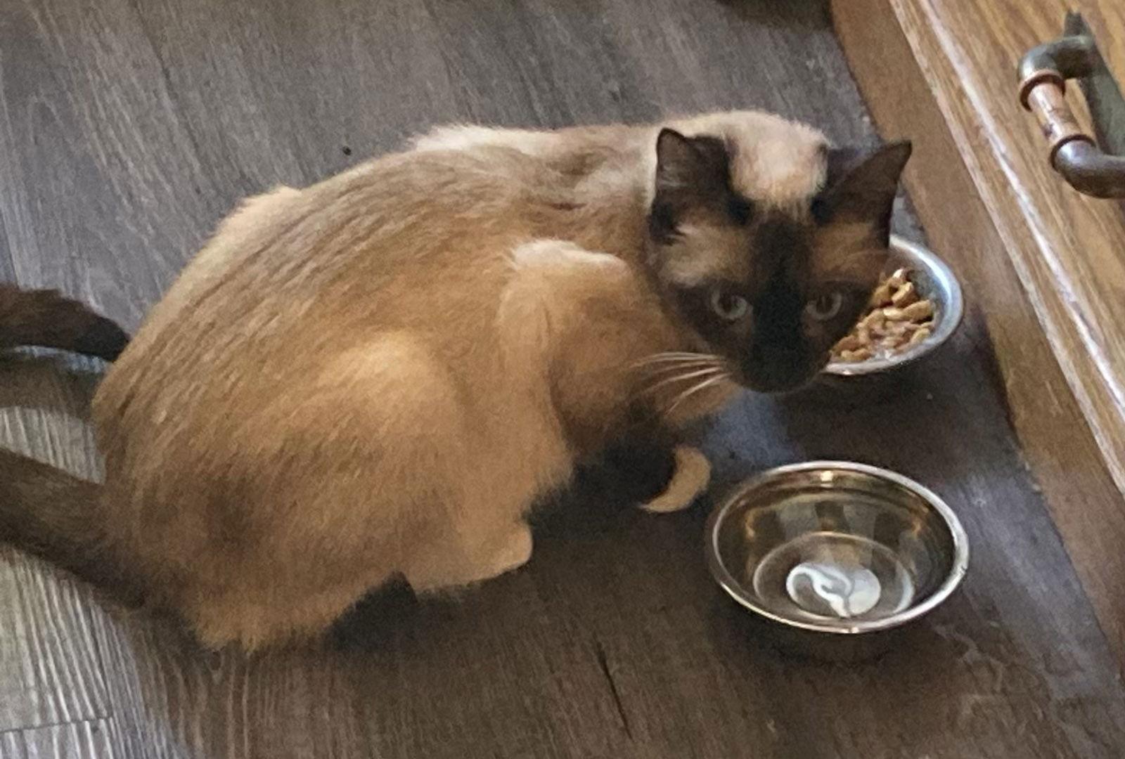 Enlarge Cinder, a Adopted Siamese in Castro Valley, CA image 3/3