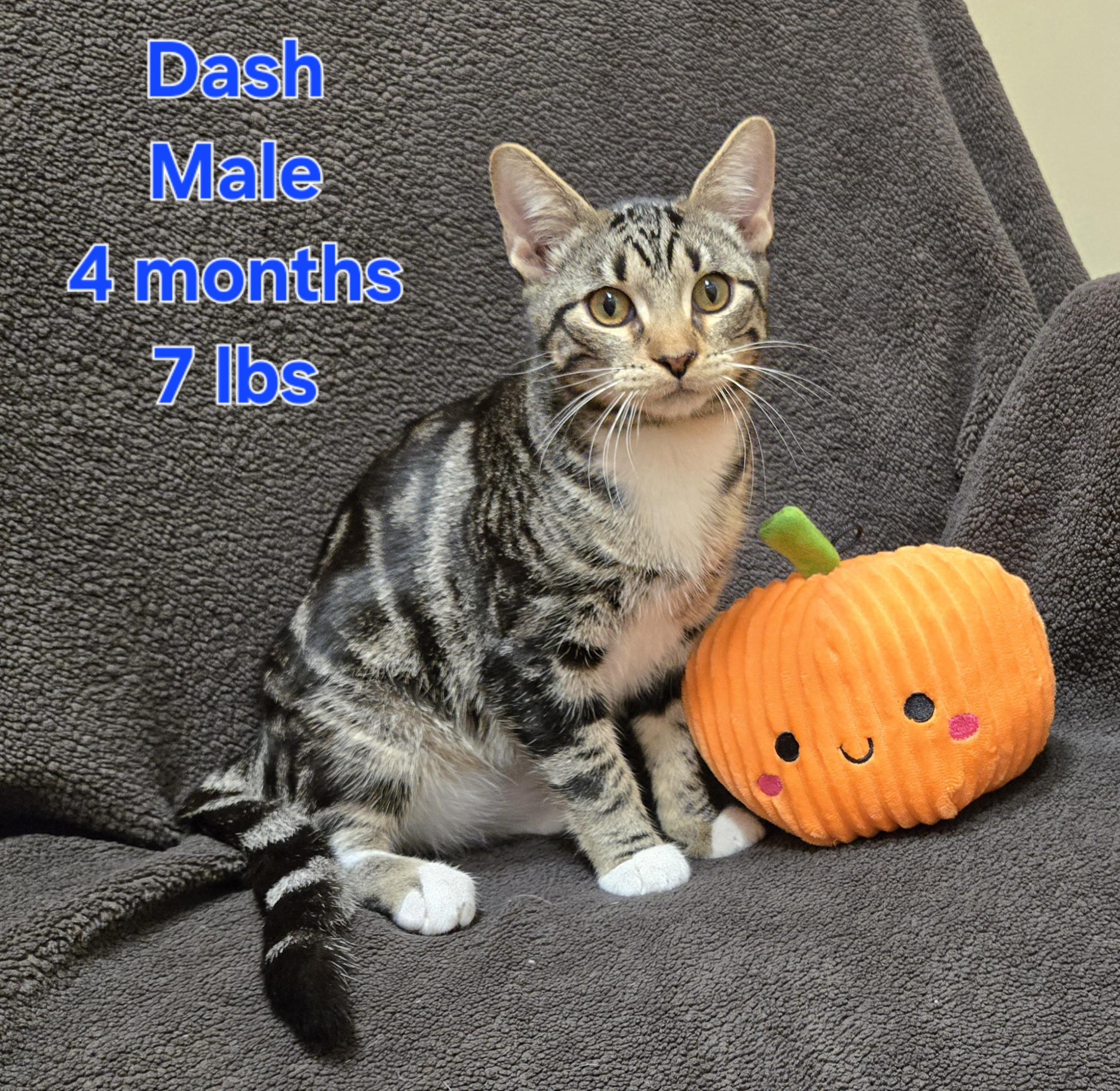 Dash