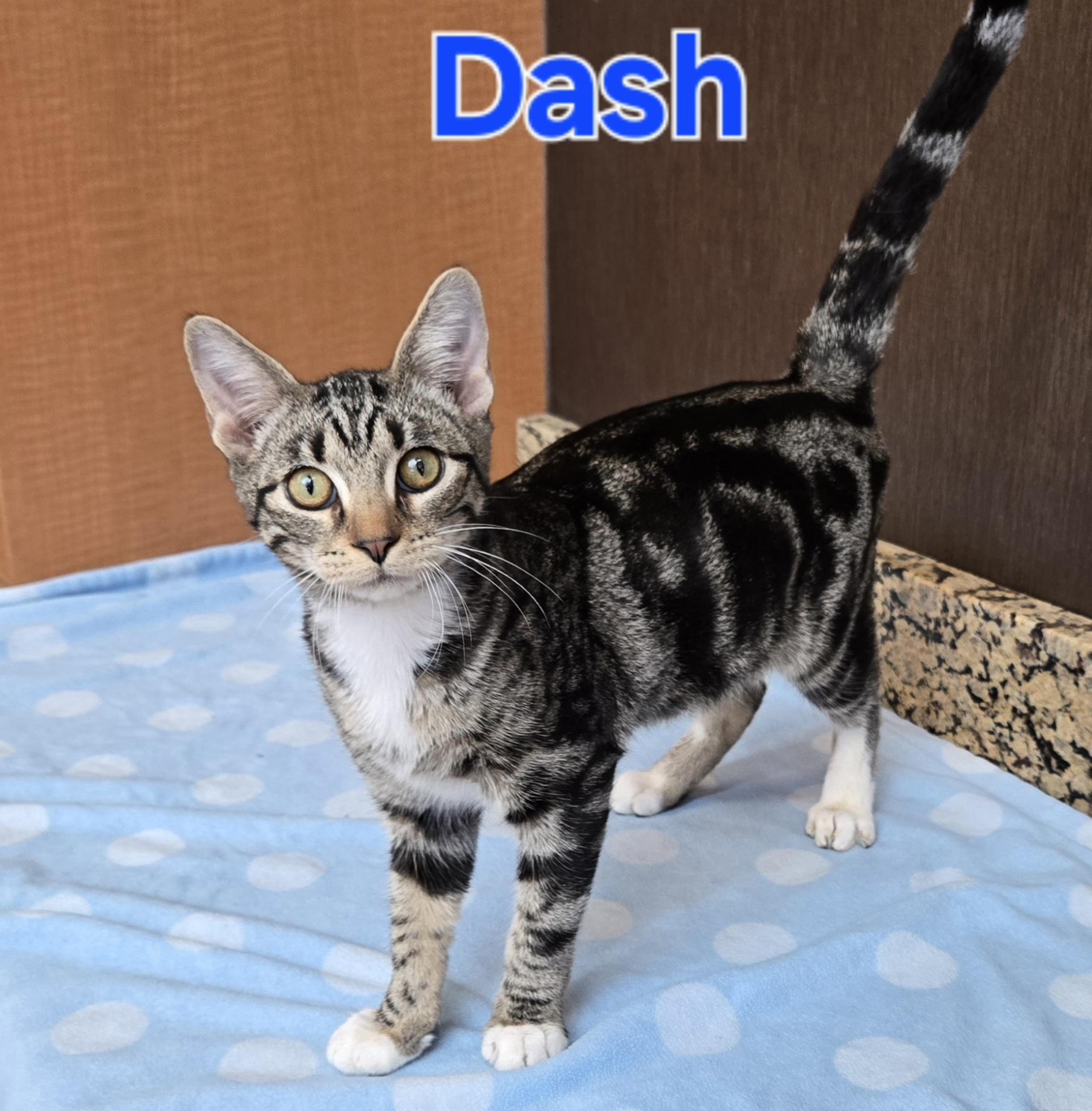 Dash
