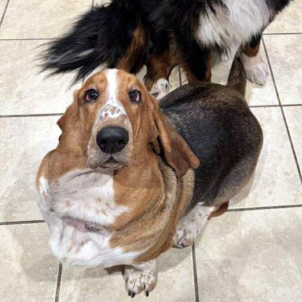 BABY, Adopted, Young Female Basset Hound.