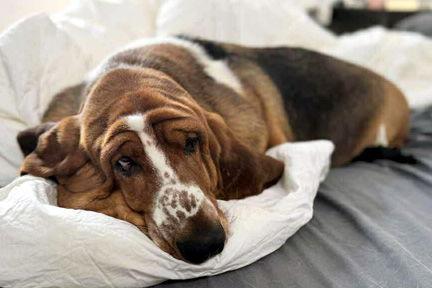 Enlarge BABY, a Adopted Basset Hound in Mays Landing, NJ image 2/2