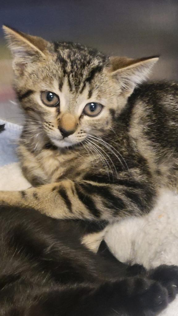 Sarge, Adoptable, Kitten Male Domestic Short Hair.