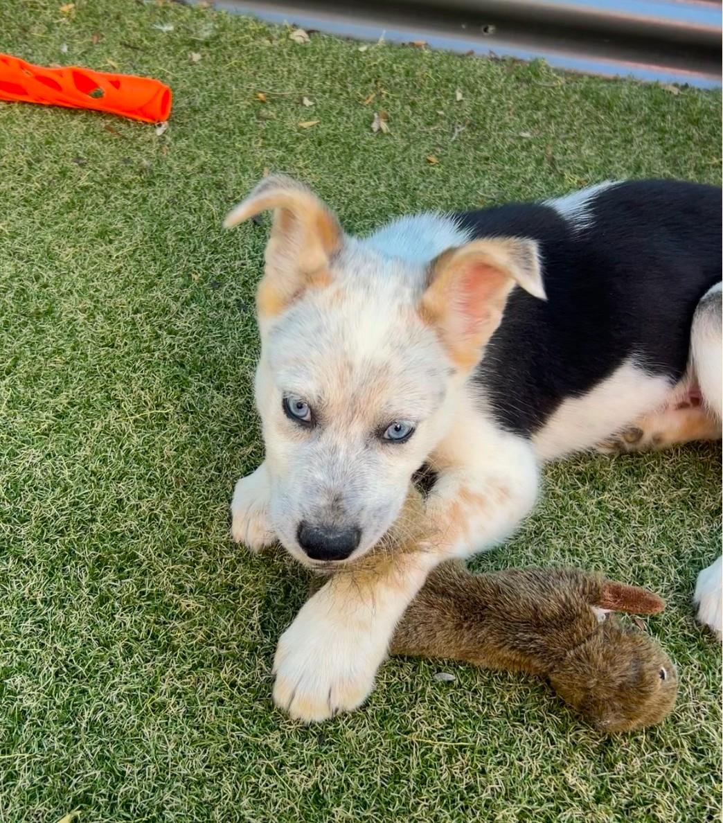 Enlarge Desert View, a ADOPTABLE mixed breed in Apache Junction, AZ image 5/5