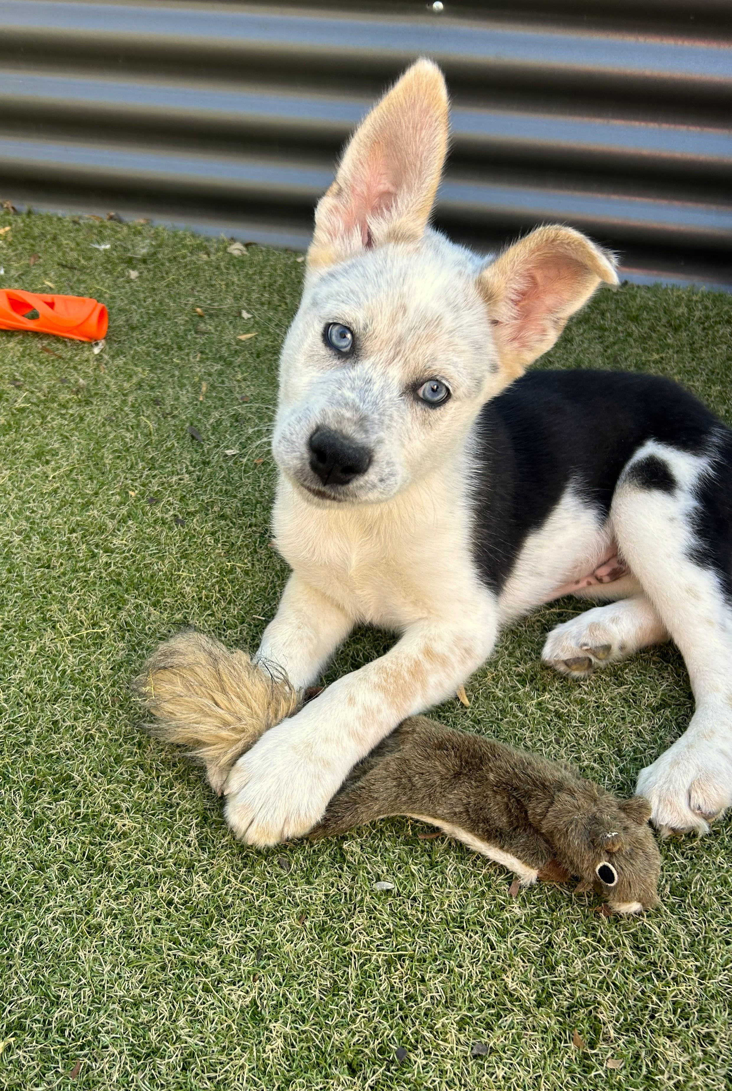 Enlarge Desert View, a ADOPTABLE mixed breed in Apache Junction, AZ image 4/5