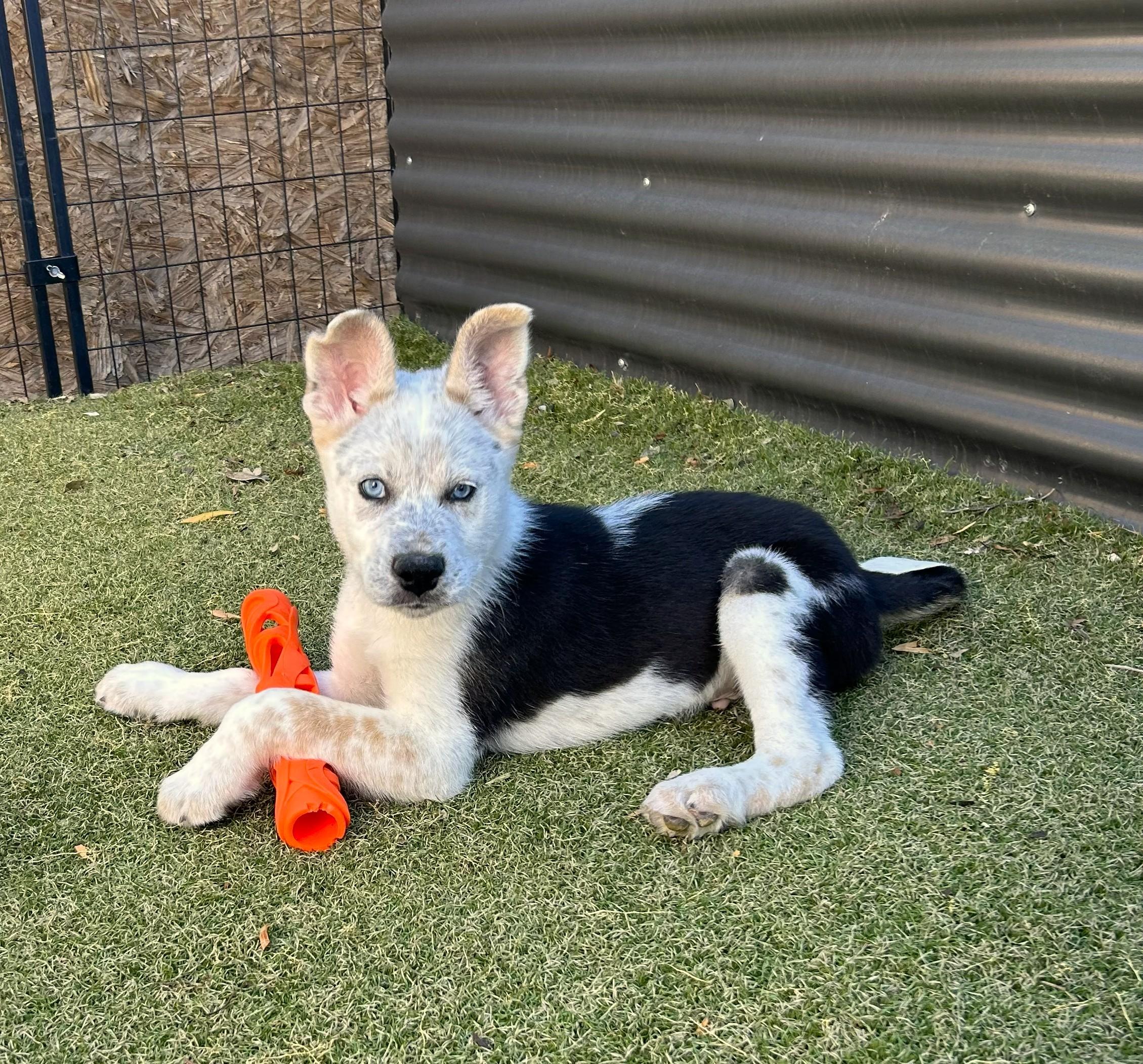 Enlarge Desert View, a ADOPTABLE mixed breed in Apache Junction, AZ image 1/5