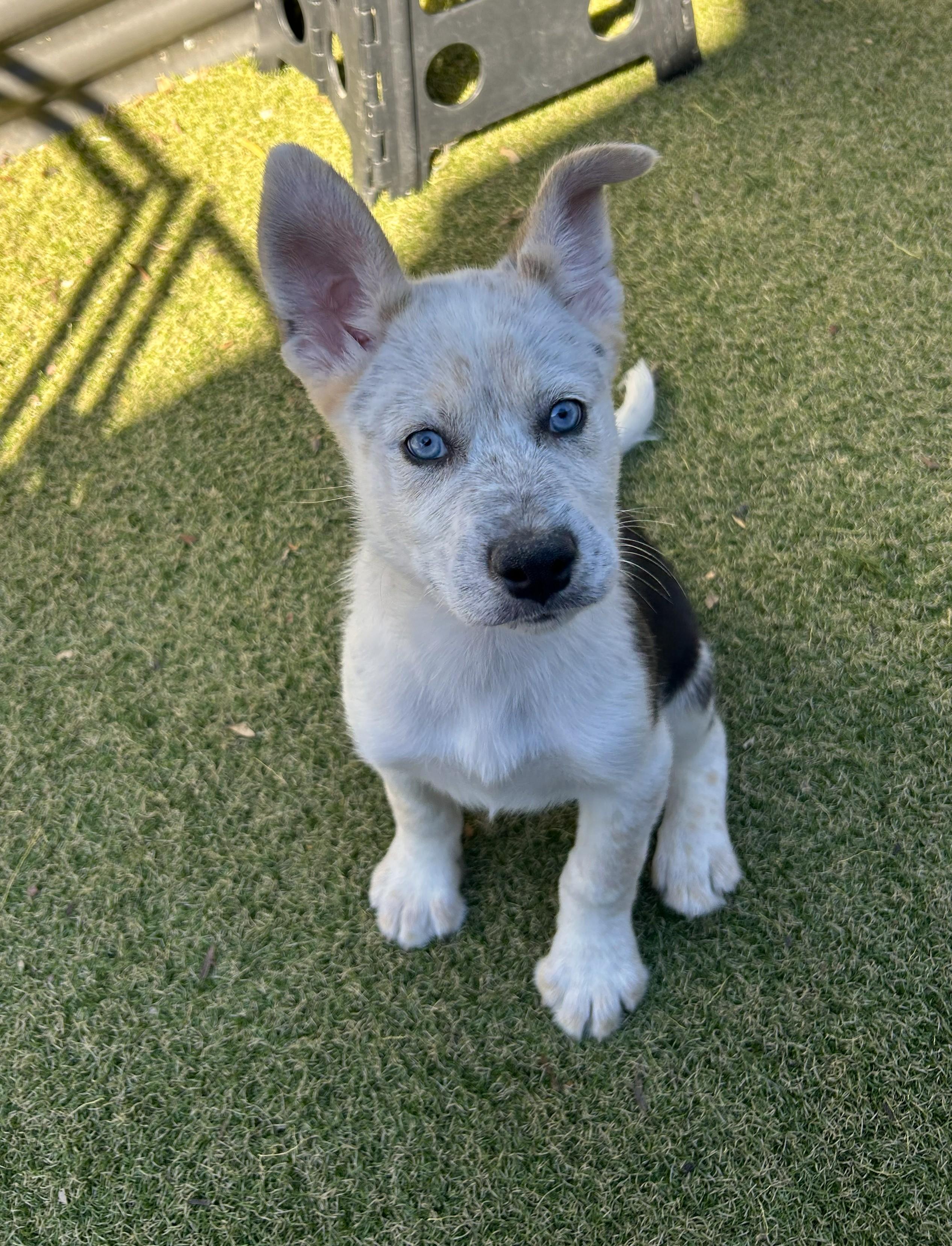 Enlarge Desert View, a ADOPTABLE mixed breed in Apache Junction, AZ image 3/5