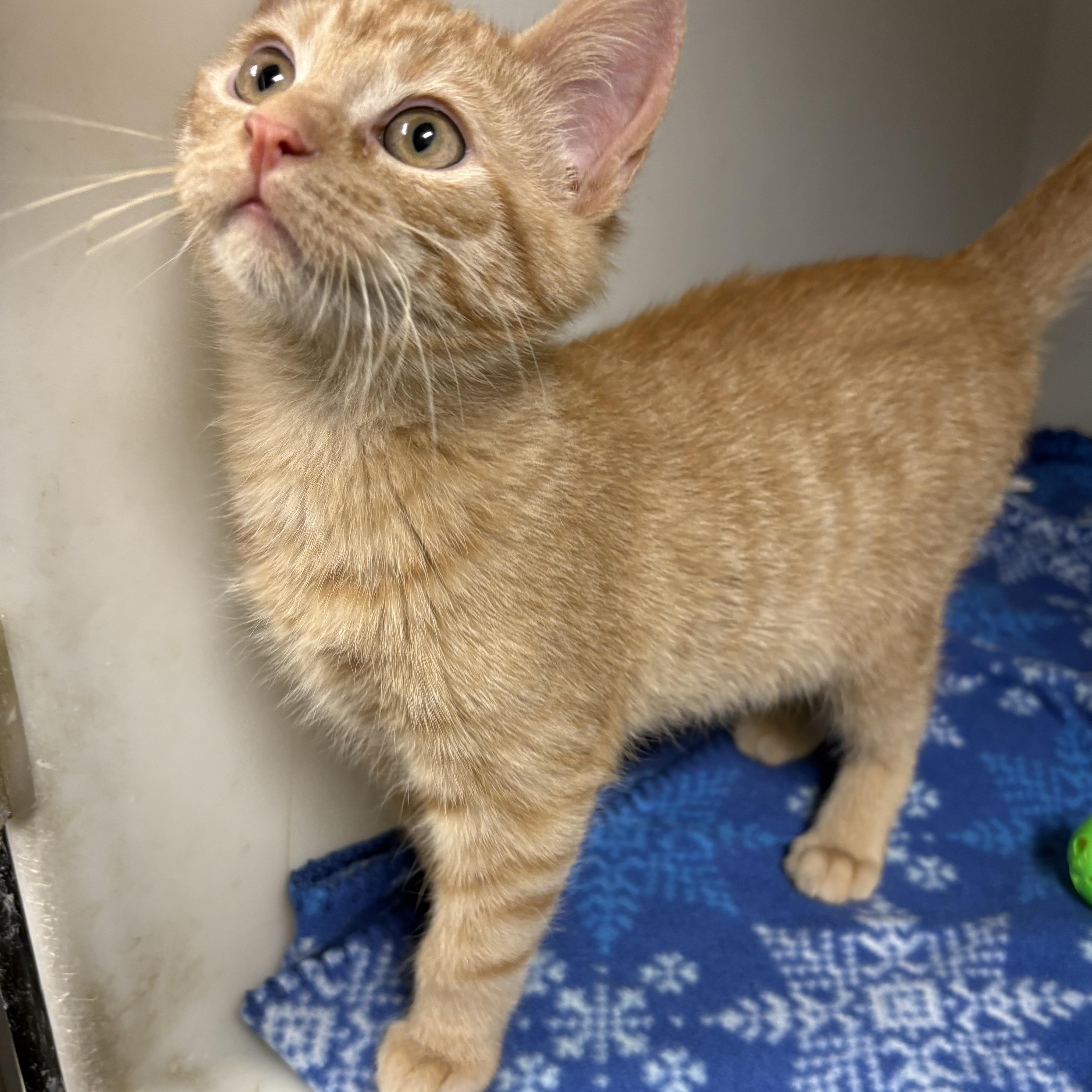 Enlarge McIntosh , an adopted mixed breed in Charles City, IA image 4/4