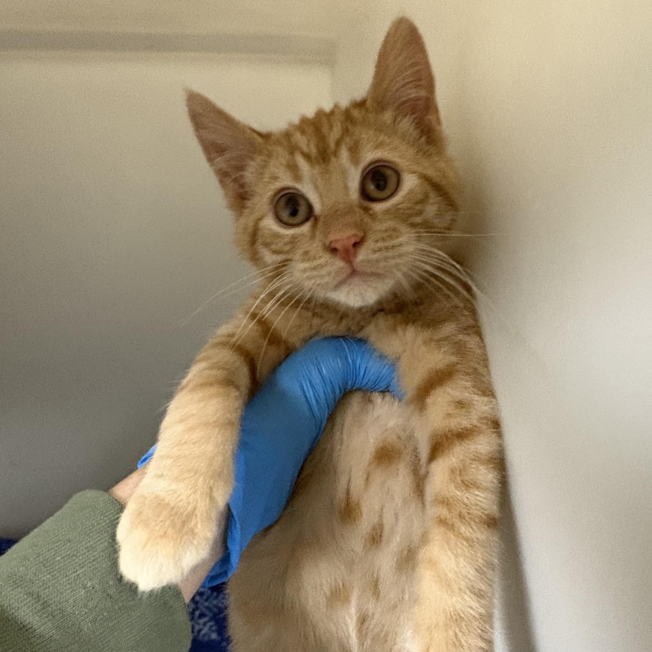 Enlarge McIntosh , an adopted mixed breed in Charles City, IA image 3/4