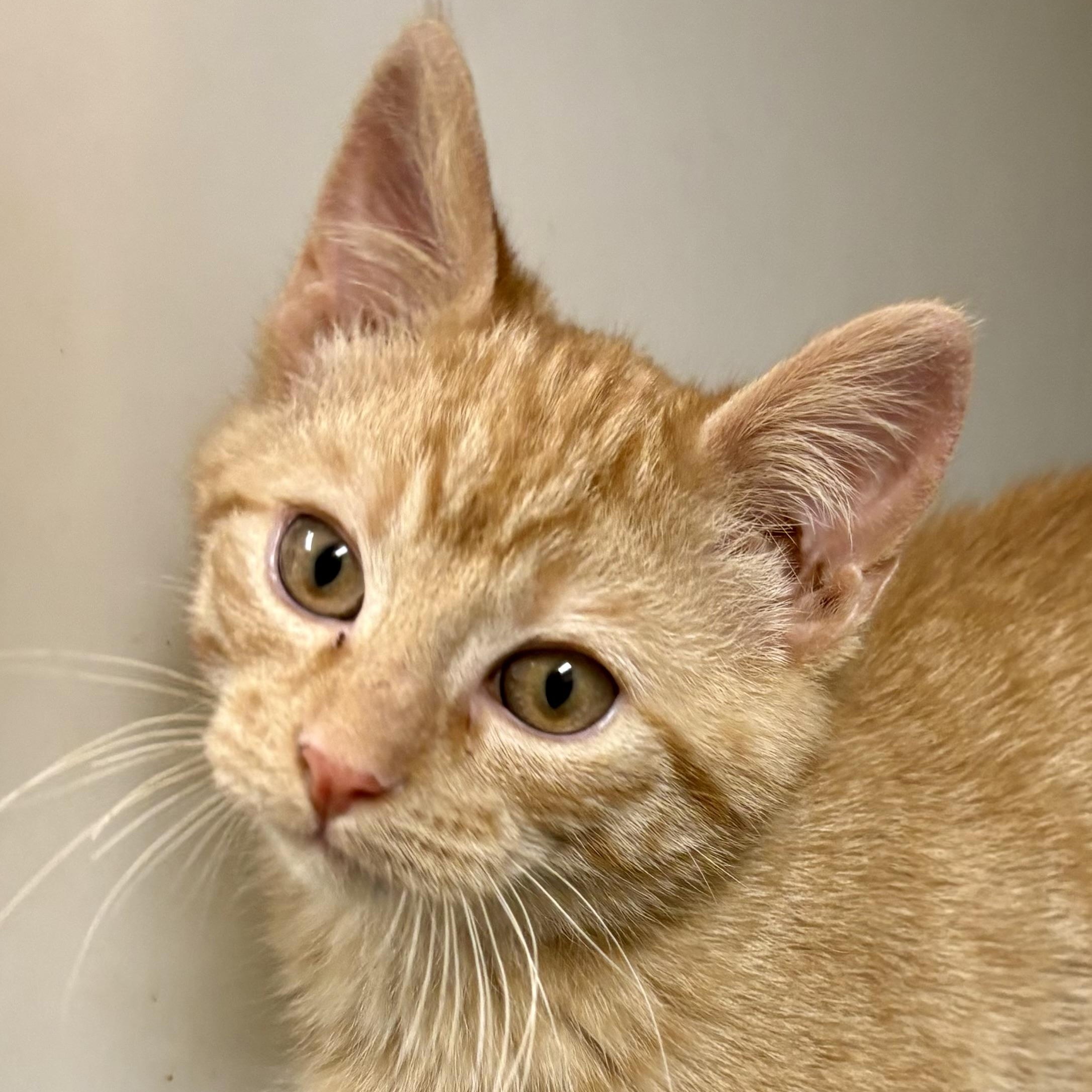 Enlarge McIntosh , an adopted mixed breed in Charles City, IA image 2/4