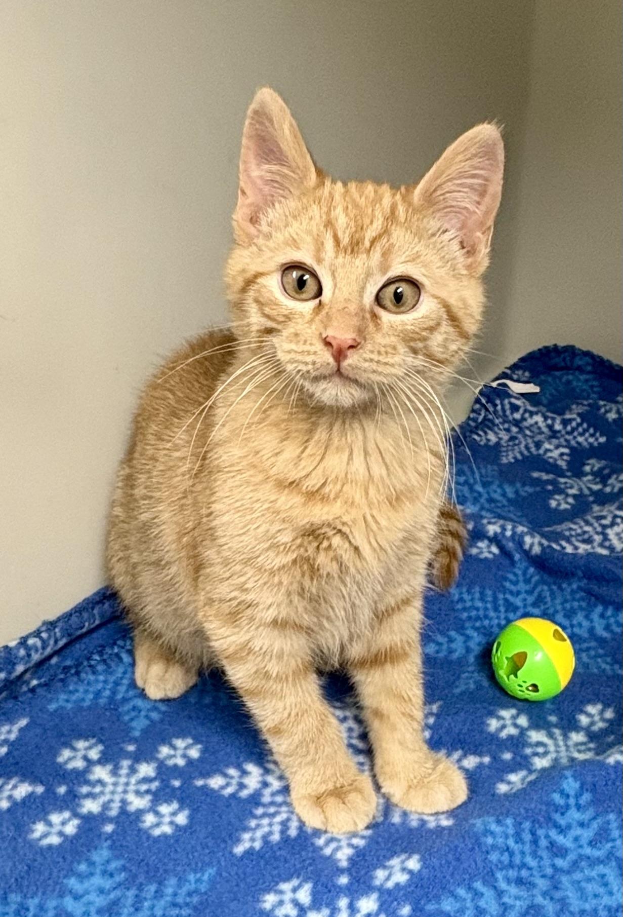 Enlarge McIntosh , an adopted mixed breed in Charles City, IA image 1/4