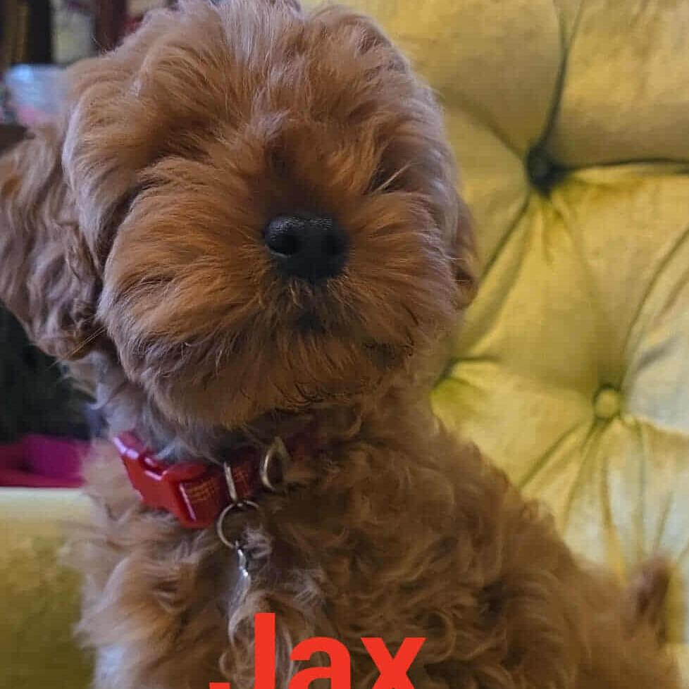 Jax — thumbnail 2