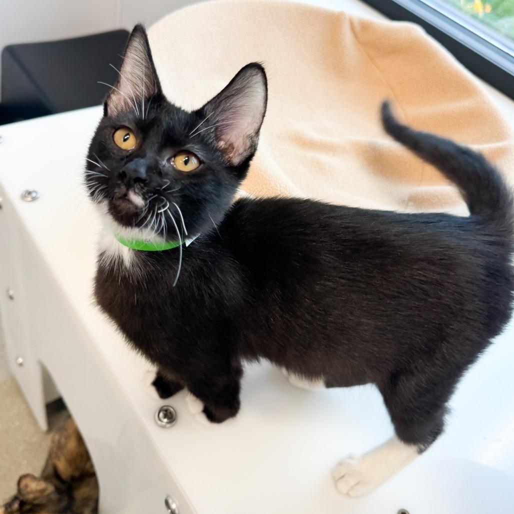 Check Engine, Adoptable, Young Male Domestic Short Hair.