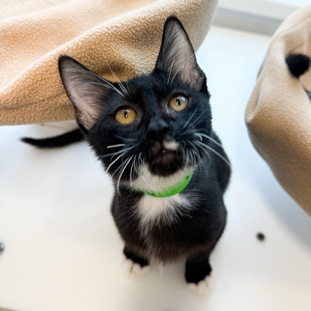 Enlarge Check Engine, a Adoptable Domestic Short Hair in Fort Wayne, IN image 2/3