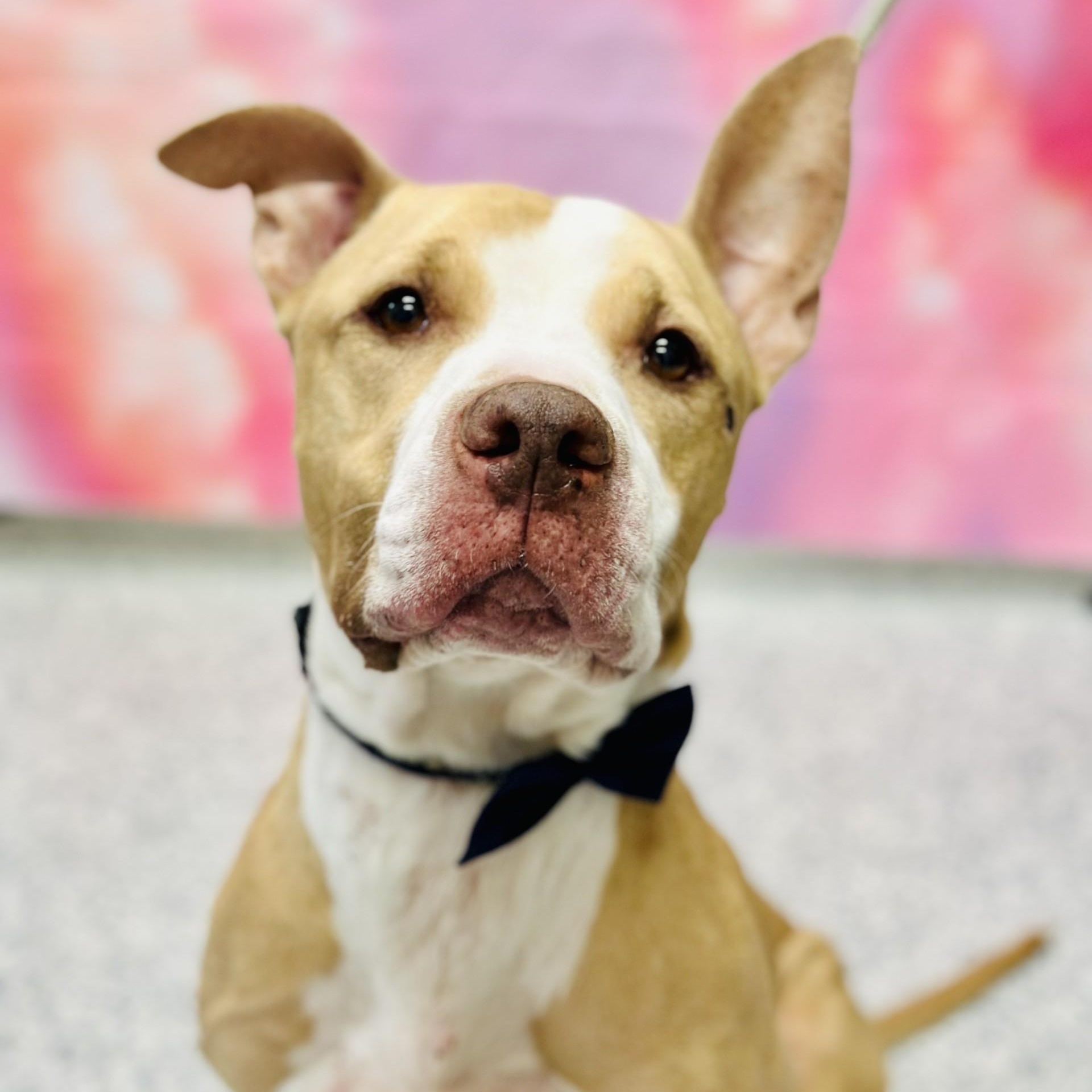 Irving , a ADOPTABLE Pit Bull Terrier in Manahawkin, NJ image 1/5