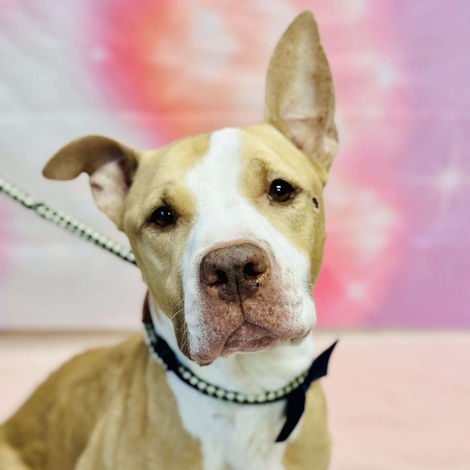 Irving , a ADOPTABLE Pit Bull Terrier in Manahawkin, NJ image 2/5