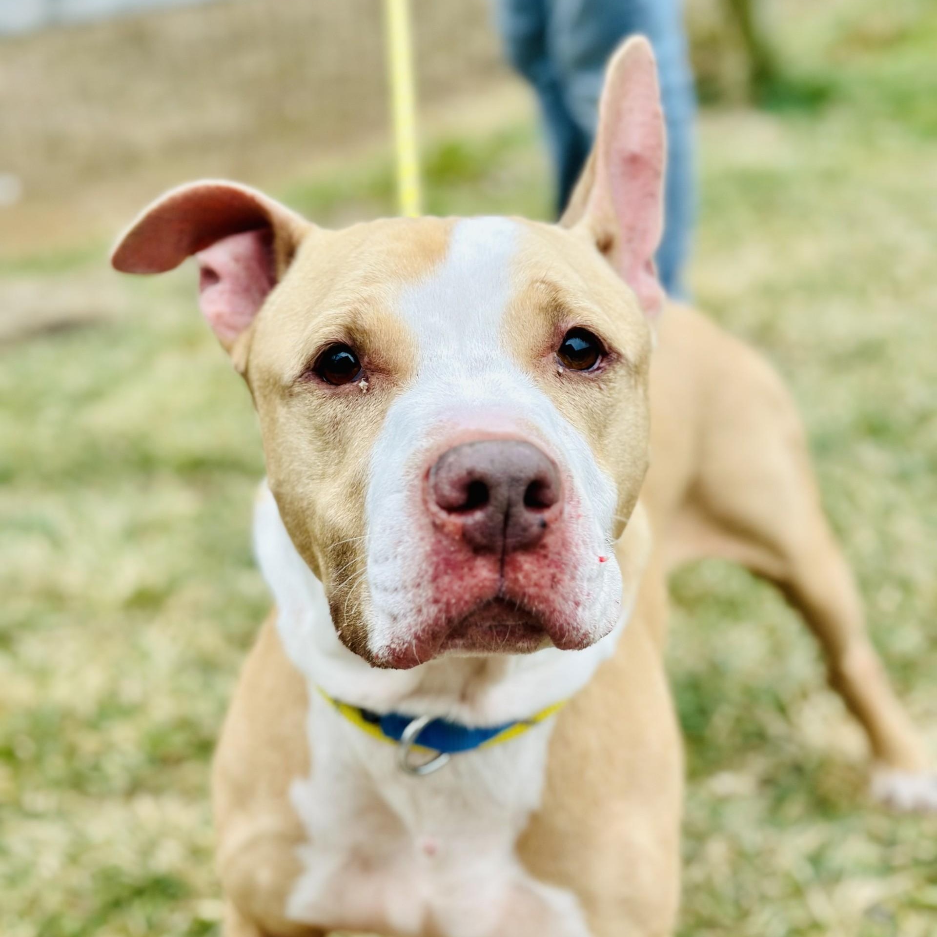 Enlarge Irving , a ADOPTABLE Pit Bull Terrier in Manahawkin, NJ image 2/2