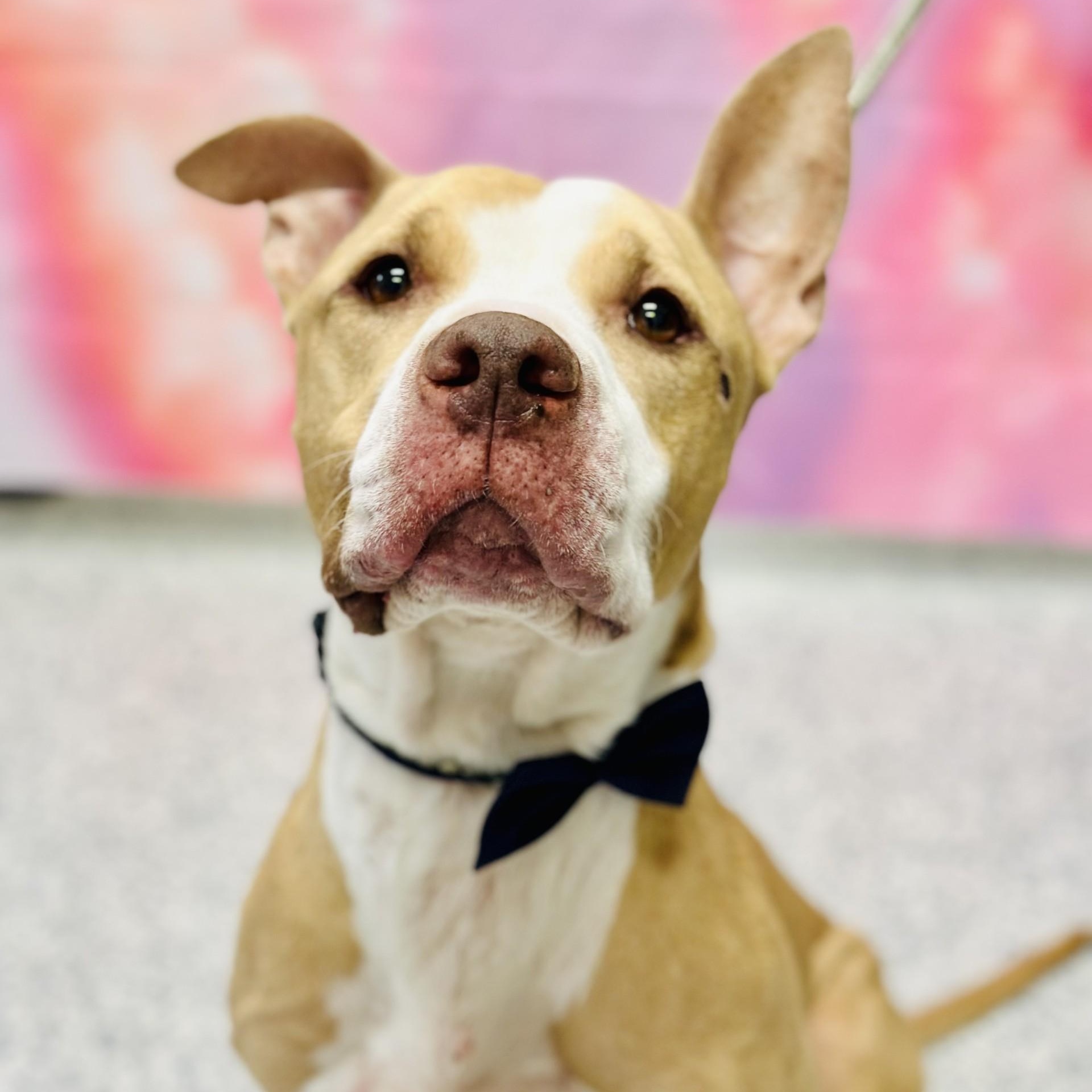 Irving , a ADOPTABLE Pit Bull Terrier in Manahawkin, NJ image 3/5