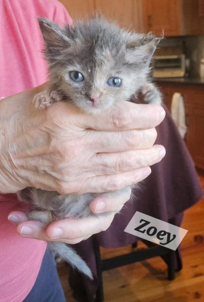 Enlarge Zoey, an adopted Domestic Short Hair in Bishop, GA image 2/2