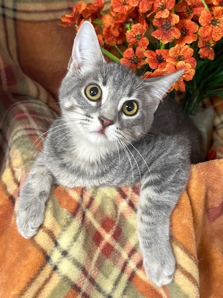 Enlarge 6/3/26 Canna, a Adoptable mixed breed in Stillwater, OK image 1/1