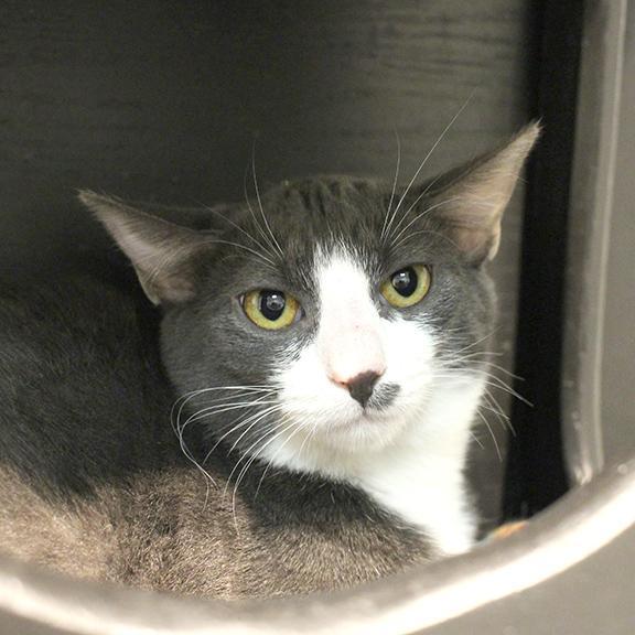 Jackson, Adoptable, Kitten Male Domestic Short Hair.