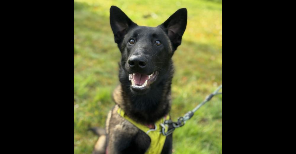 Herbie, Adoptable, Young Male Belgian Shepherd / Malinois.