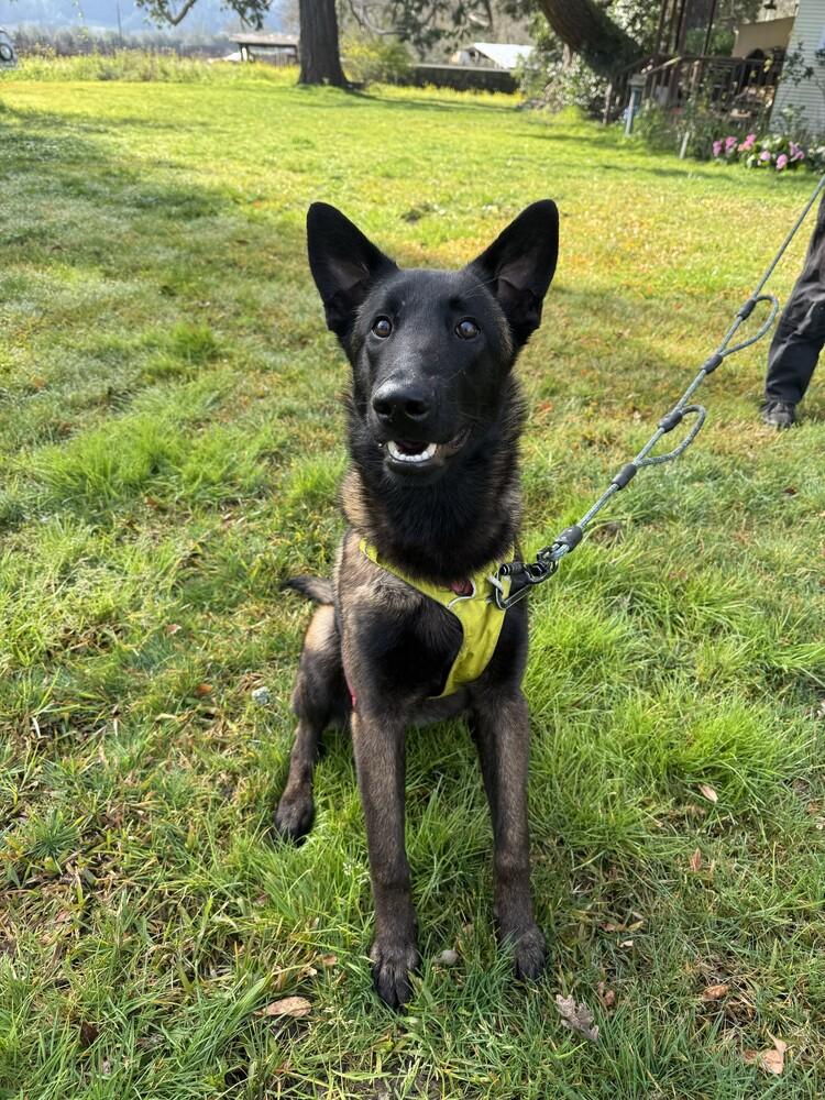 Enlarge Herbie, a Adoptable Belgian Shepherd / Malinois in Fulton, CA image 2/6