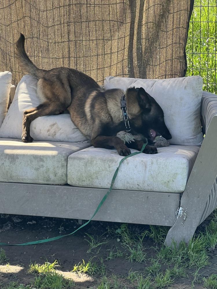 Enlarge Herbie, a Adoptable Belgian Shepherd / Malinois in Fulton, CA image 3/6