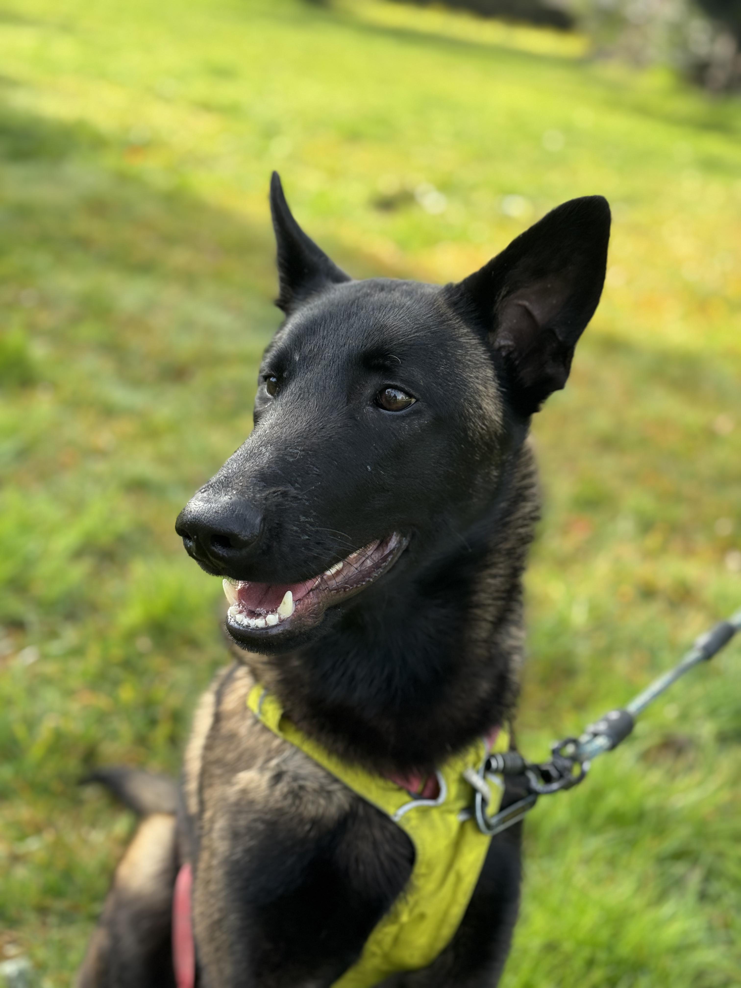 Enlarge Herbie, a Adoptable Belgian Shepherd / Malinois in Fulton, CA image 4/6