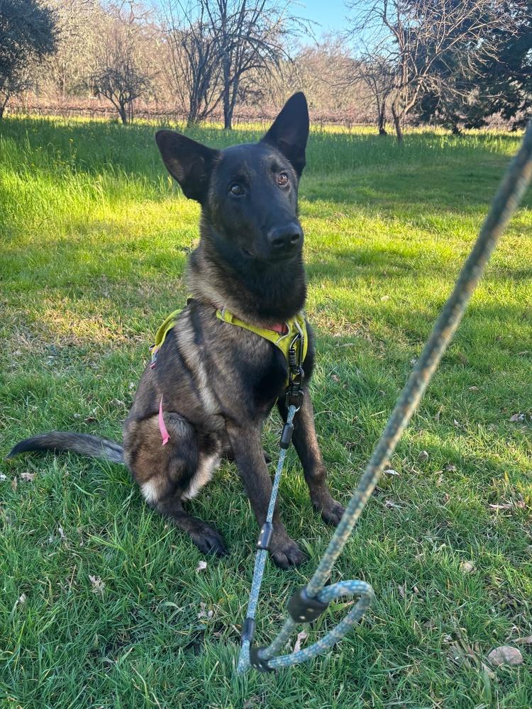 Enlarge Herbie, a Adoptable Belgian Shepherd / Malinois in Fulton, CA image 5/6