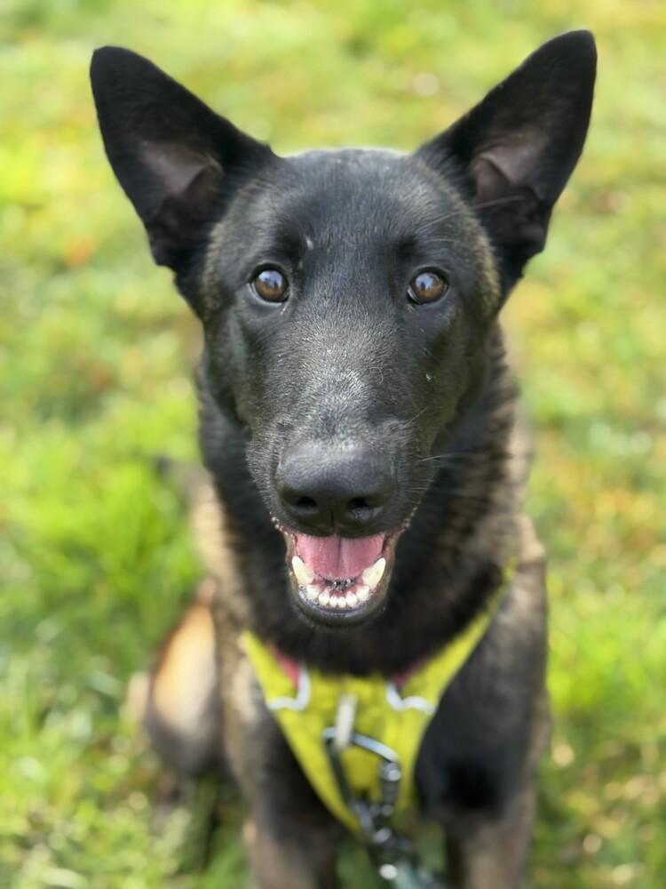 Enlarge Herbie, a Adoptable Belgian Shepherd / Malinois in Fulton, CA image 6/6