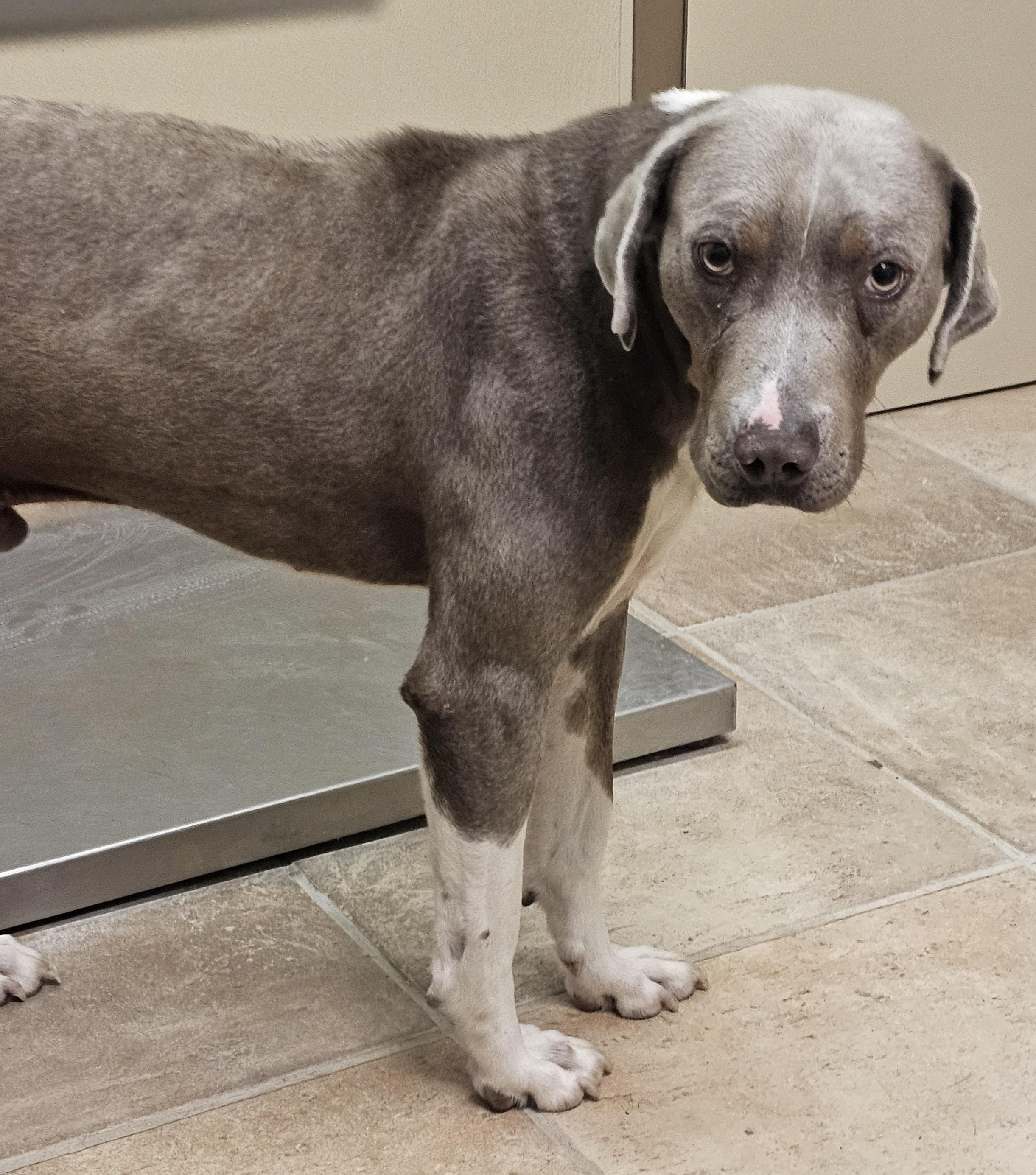 Dog for adoption Oscar, a Weimaraner Mix in Brainerd, MN Petfinder