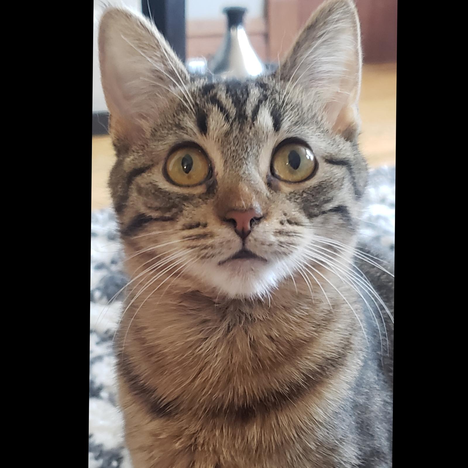 Enlarge Paisley, a Adoptable Domestic Short Hair in Chicago, IL image 1/3