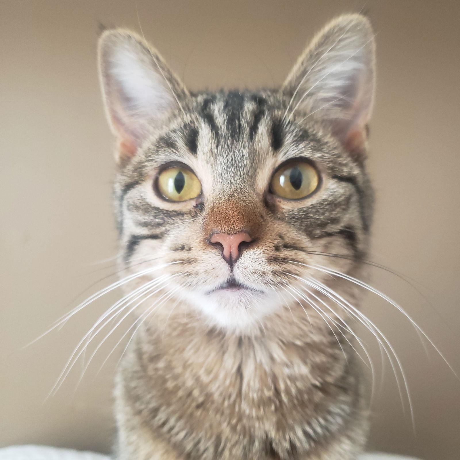 Enlarge Paisley, a Adoptable Domestic Short Hair in Chicago, IL image 1/3