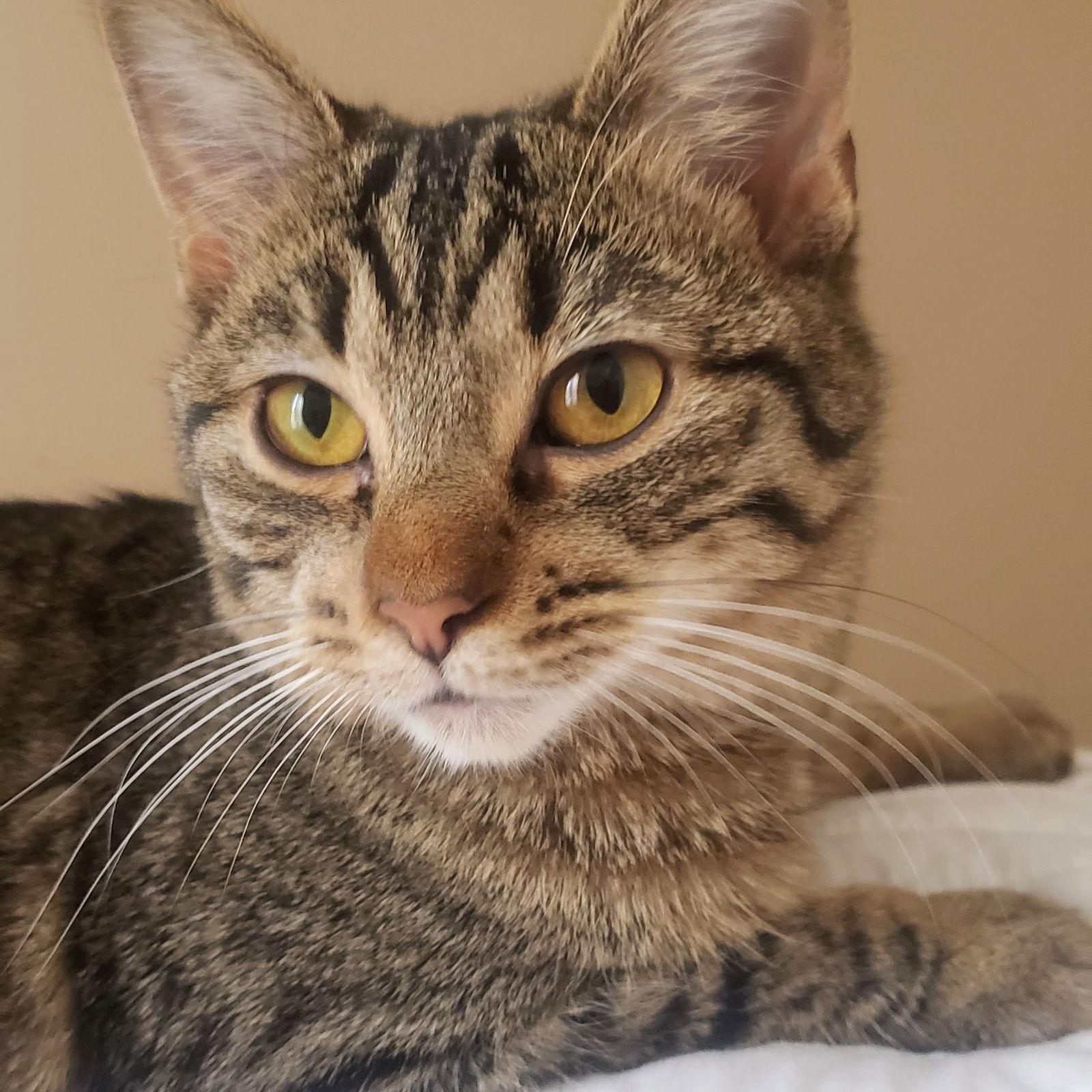 Enlarge Paisley, a Adoptable Domestic Short Hair in Chicago, IL image 2/3