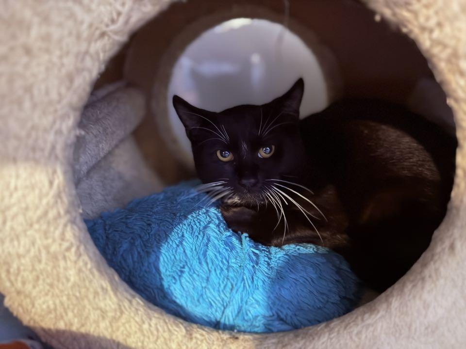 Enlarge Melvin, a Adoptable Domestic Short Hair in Schenectady, NY image 2/2