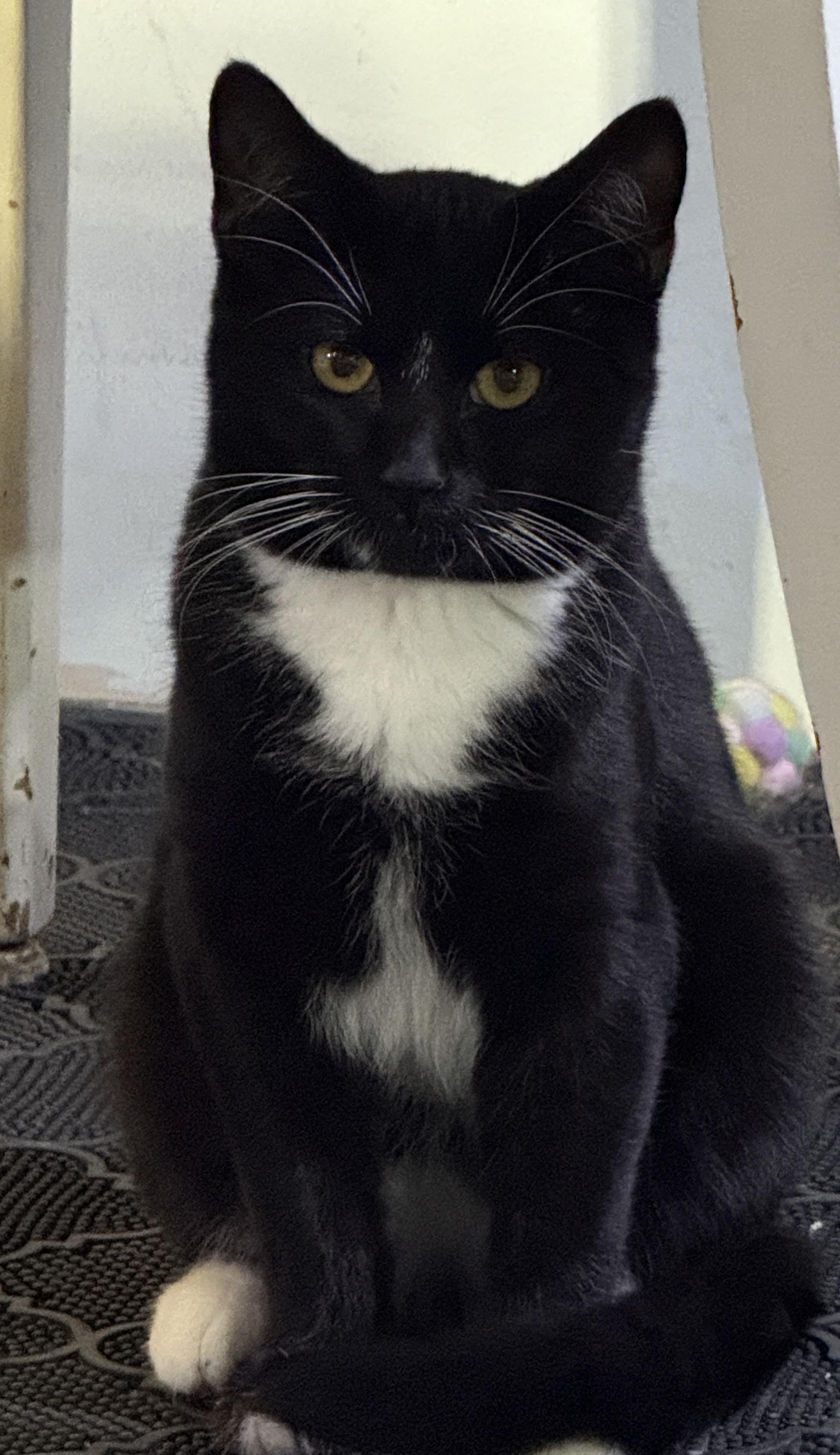 Enlarge Melvin, a Adoptable Domestic Short Hair in Schenectady, NY image 1/2