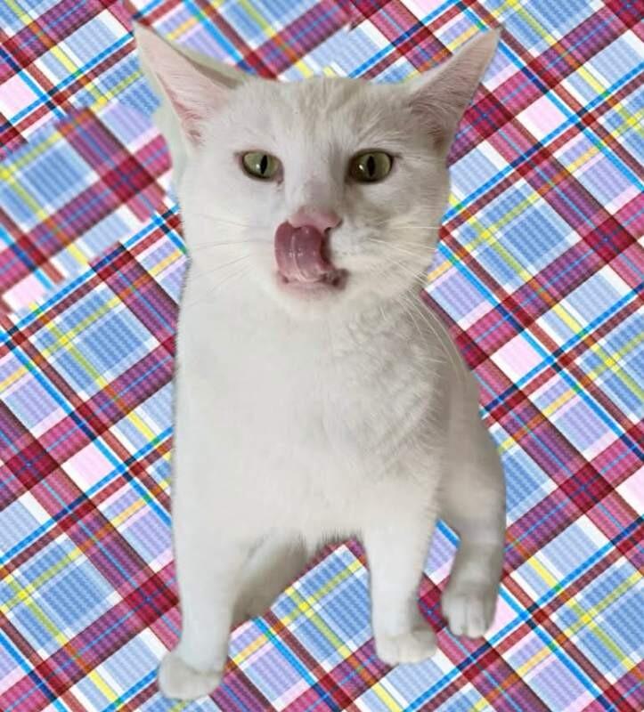 Callaway, Adoptable, Adult Male Siamese & Domestic Short Hair.